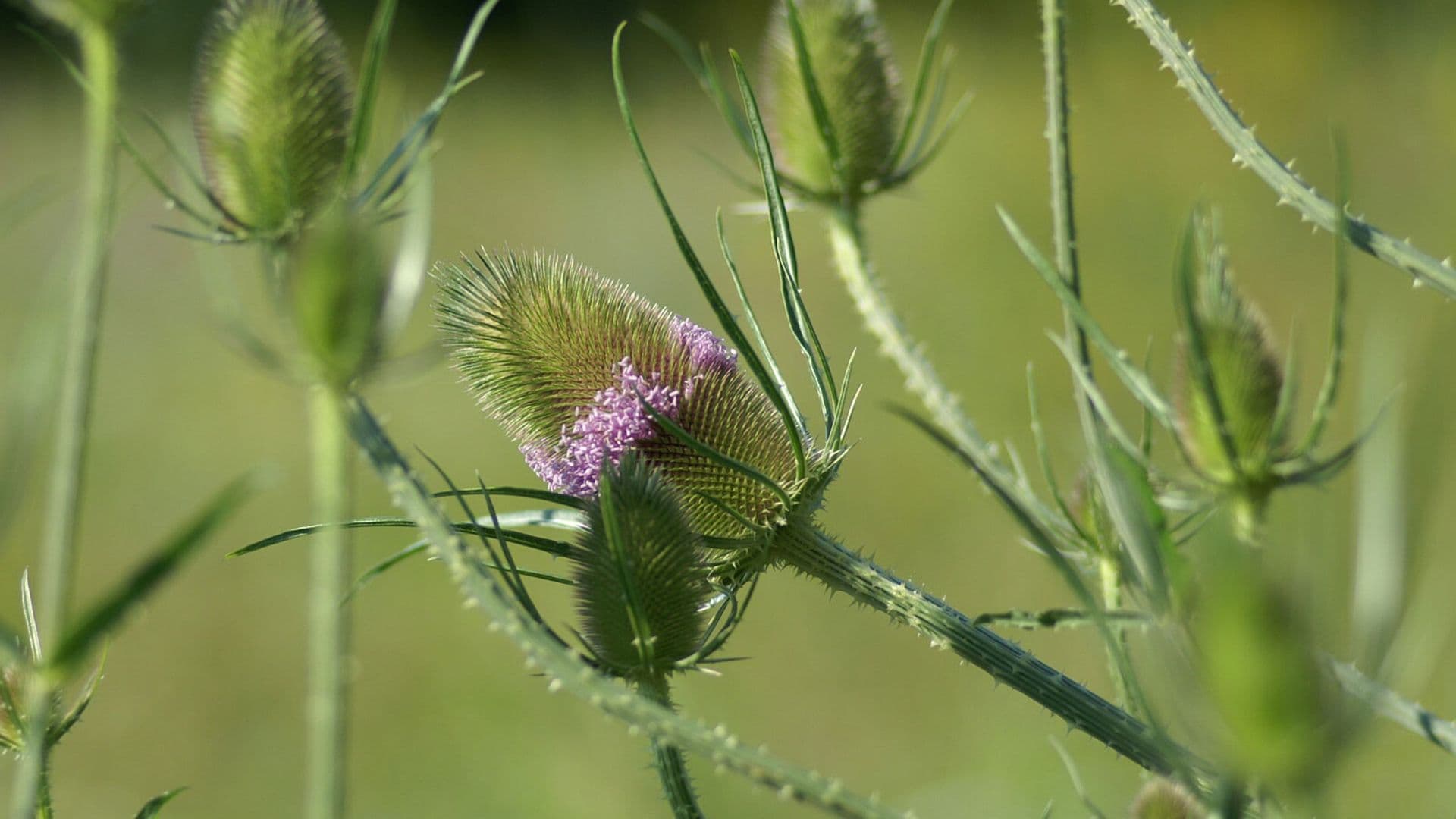 Ganzheitliche Therapiekonzepte zu Ausleitung und Entgiftung - Schwerpunkt Long Covid und Borreliose