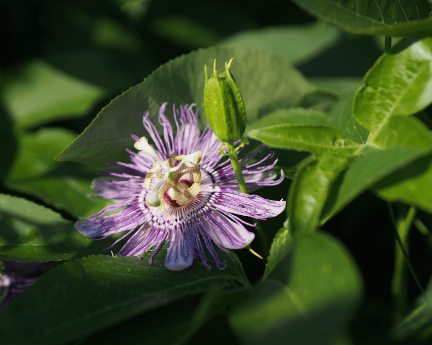 Heilpflanzen in der Psychosomatik - depressive Symptomkomplexe