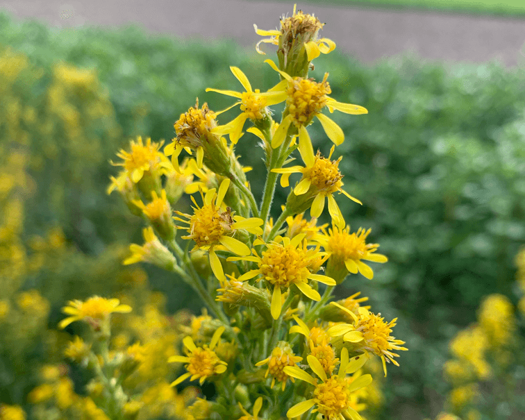 Herbstkur - Schwerpunkt Niere