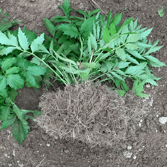 Baldrian (Valeriana officinalis)