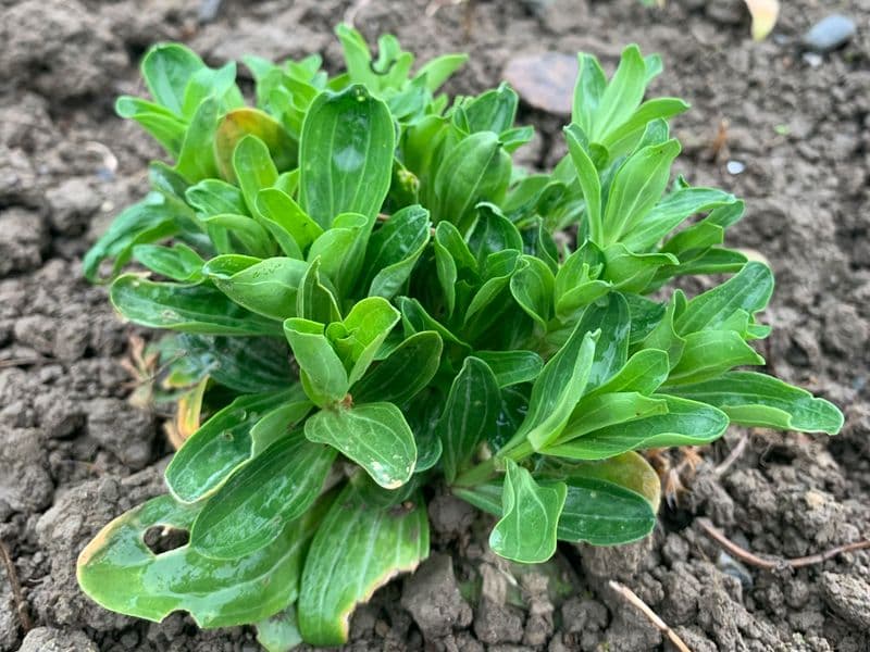 Tausendgüldenkraut (Centaurium erythraea)