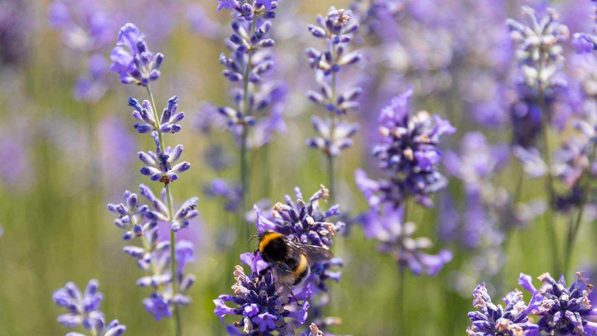 Apotheken-Webinar: Heilende Pflanzen für Nerven und Schlaf