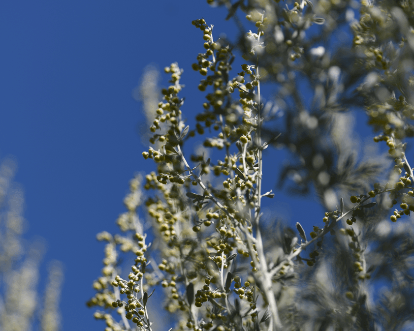 Psychosomatik - ganzheitliche Entwicklungschancen mit Heilpflanzen