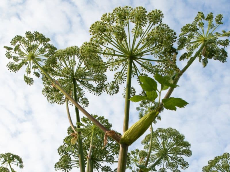 Engelwurz (Angelica archangelica)