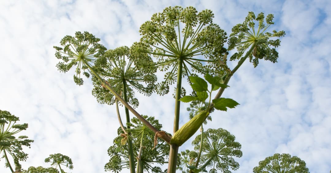 Engelwurz (Angelica archangelica)