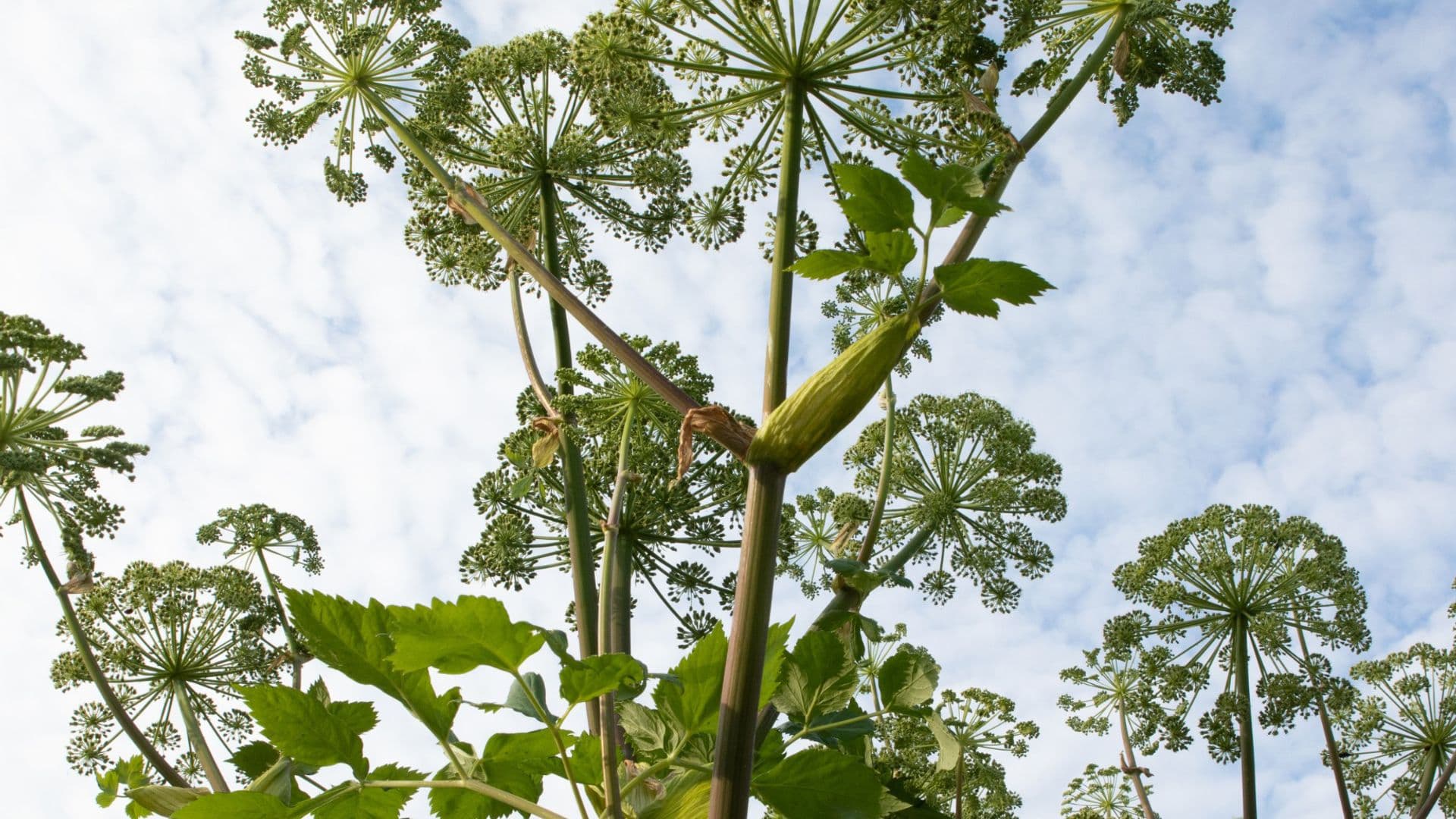 Ganzheitliche Behandlung von Ängsten mit Heilpflanzen