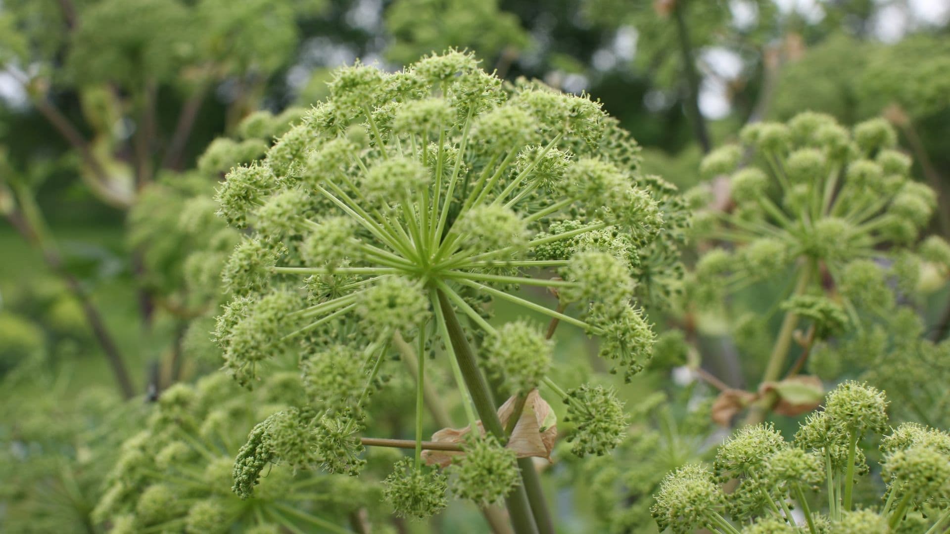 Hochsensible Menschen mit Heilpflanzen ganzheitlich begleiten