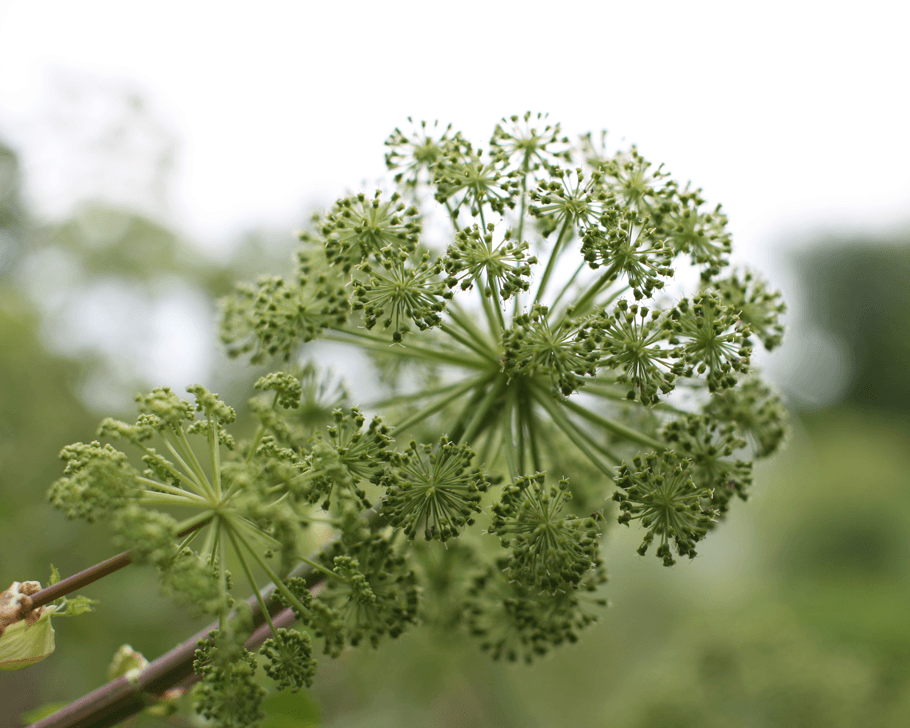Salutogene Kommunikation mit PatientInnen: die passende Heilpflanze finden