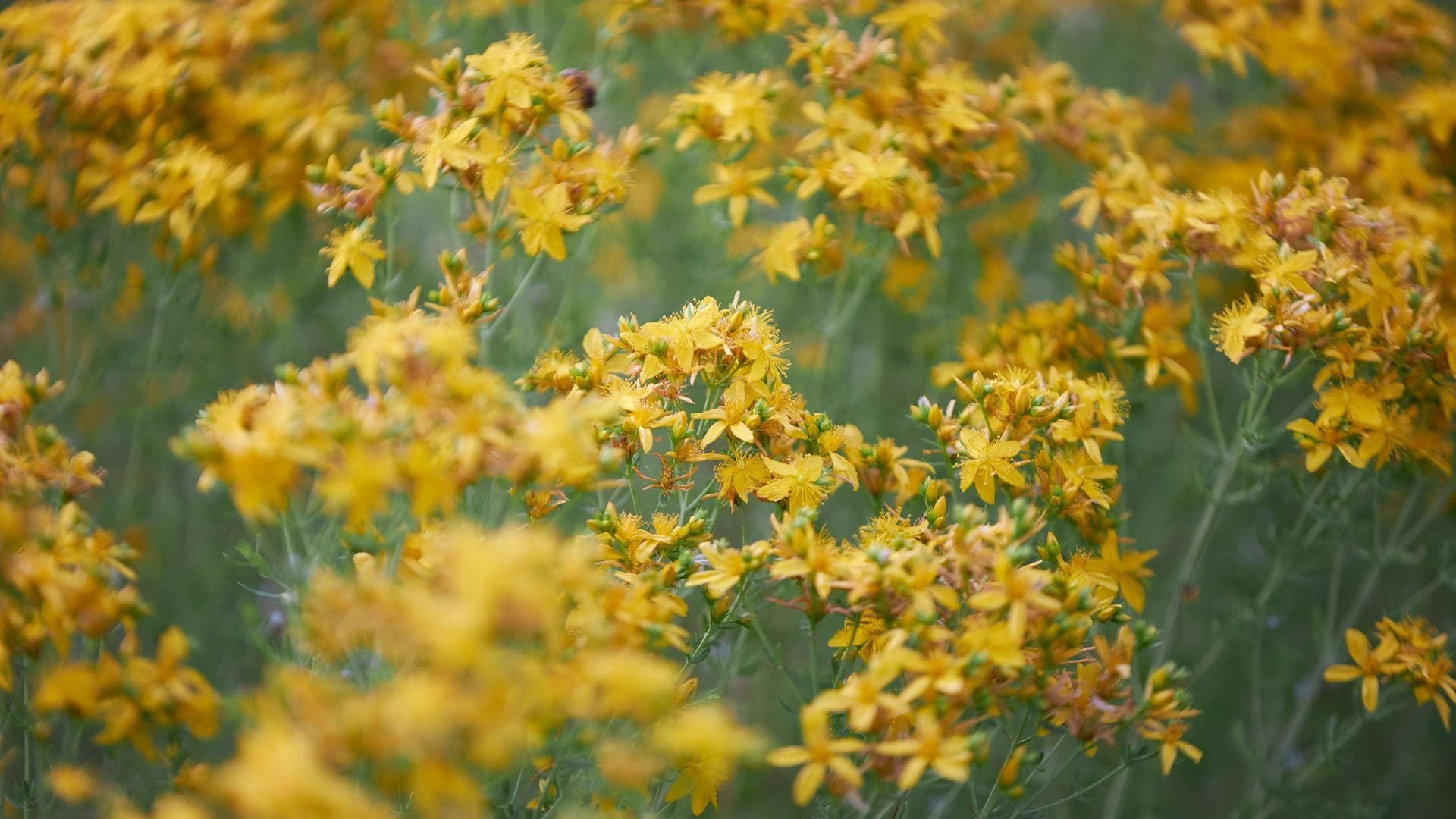 Kamille (Matricaria recutita)