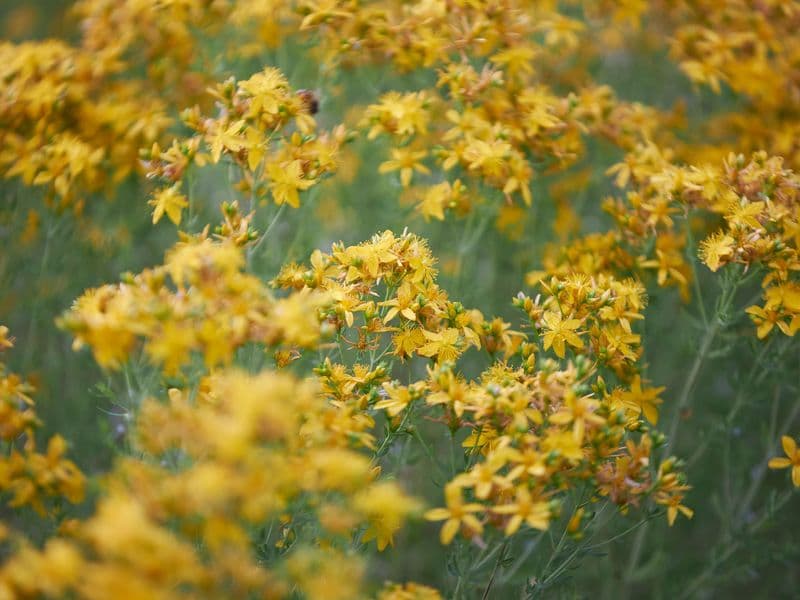 Kamille (Matricaria recutita)