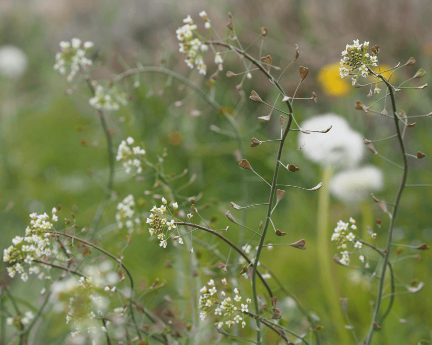 Ganzheitliche Frauenheilkunde - Zyklus und Menstruation