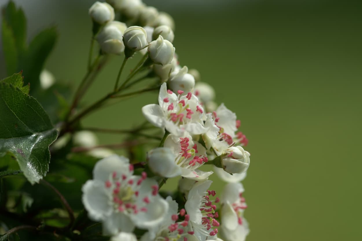 Transformationsprozesse mit Heilpflanzen Teil I