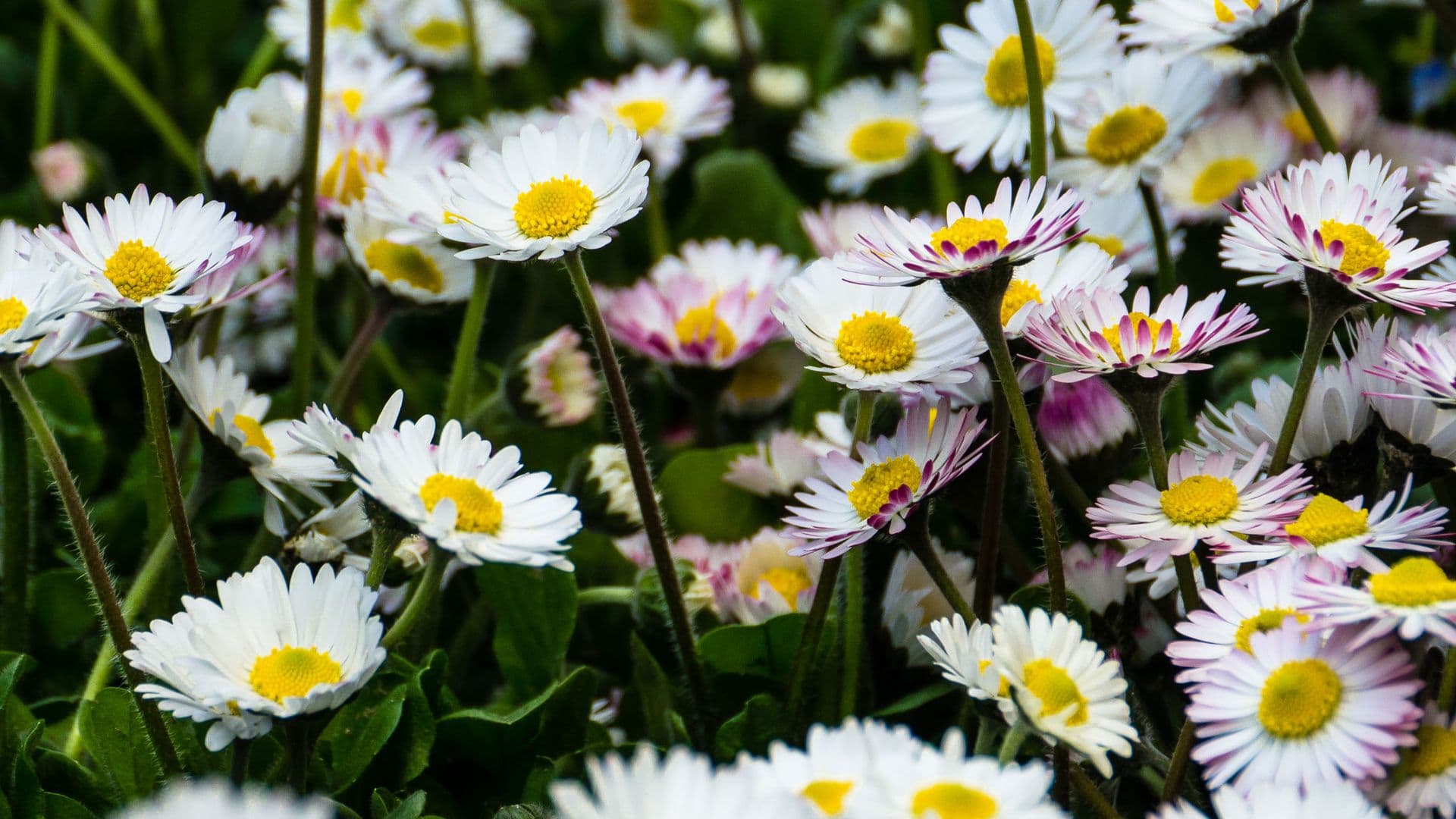 Heilpflanzen in der Kinderheilkunde
