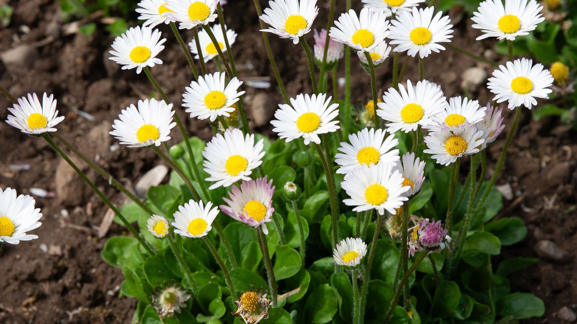 Gänseblümchen (Bellis perennis)