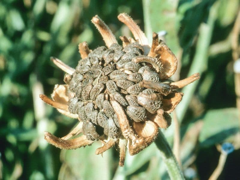 Calendula (Calendula officinalis)