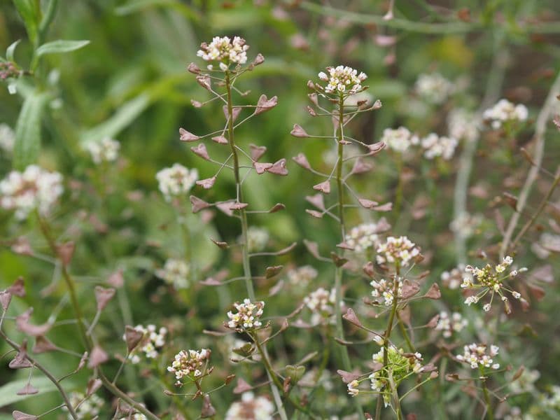 Hirtentäschel (Capsella bursa-pastoris)