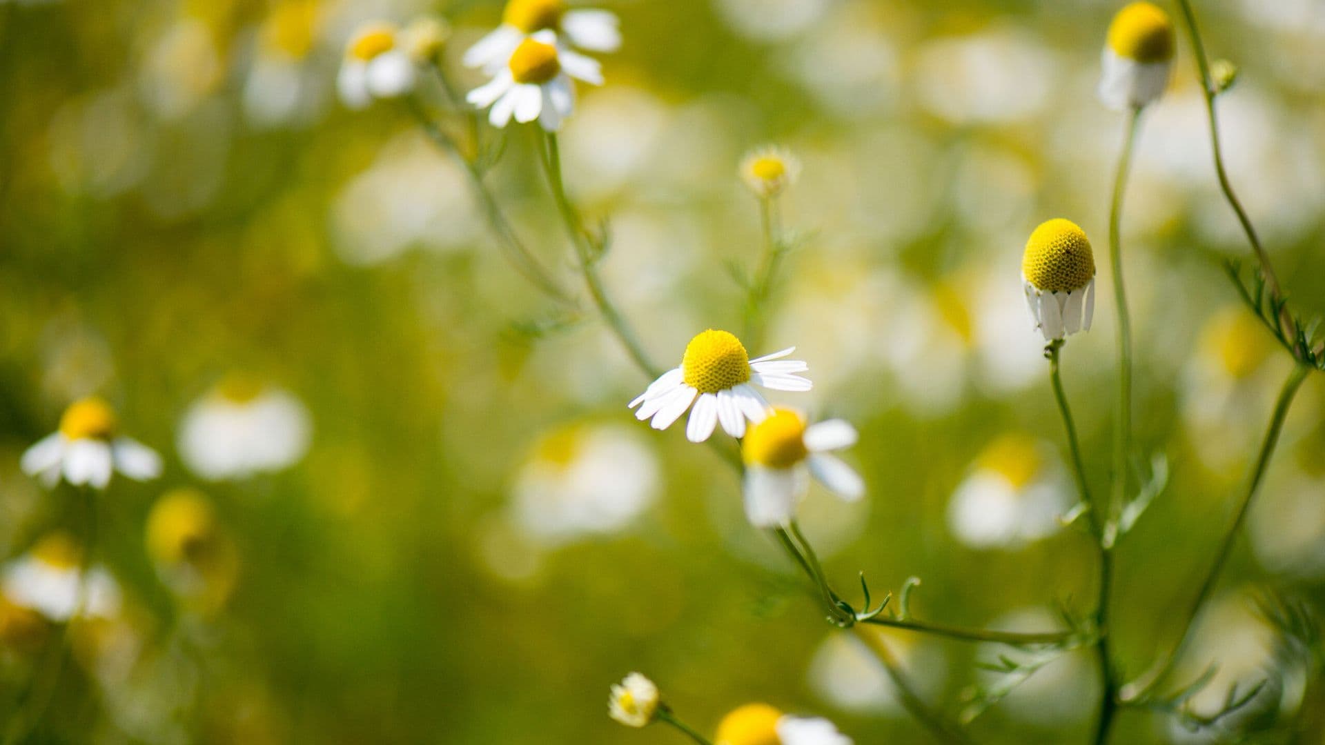 Heilpflanzen für Schwangerschaft und Stillzeit