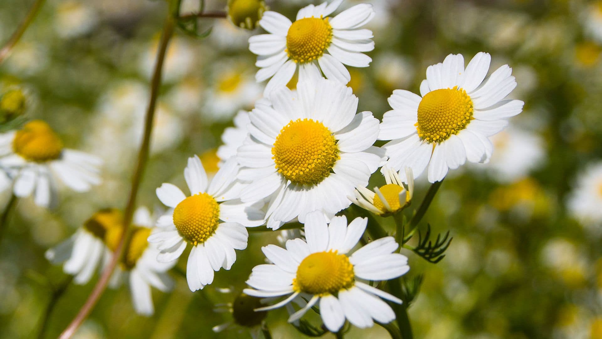 Einführung: Heilpflanzen für Schwangerschaft und Stillzeit - Wenn die Seele Hilfe ruft