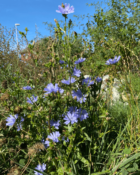 Wegwarte (Cichorium intybus)
