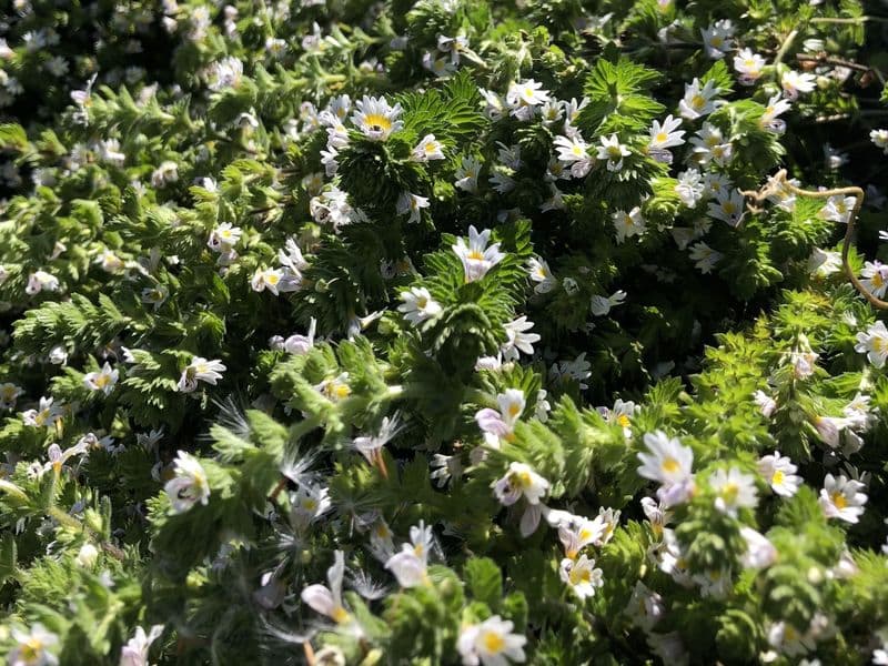 Augentrost (Euphrasia officinalis)