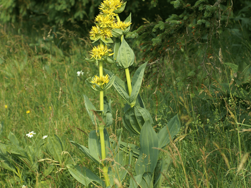 Gelber Enzian (Gentiana lutea)