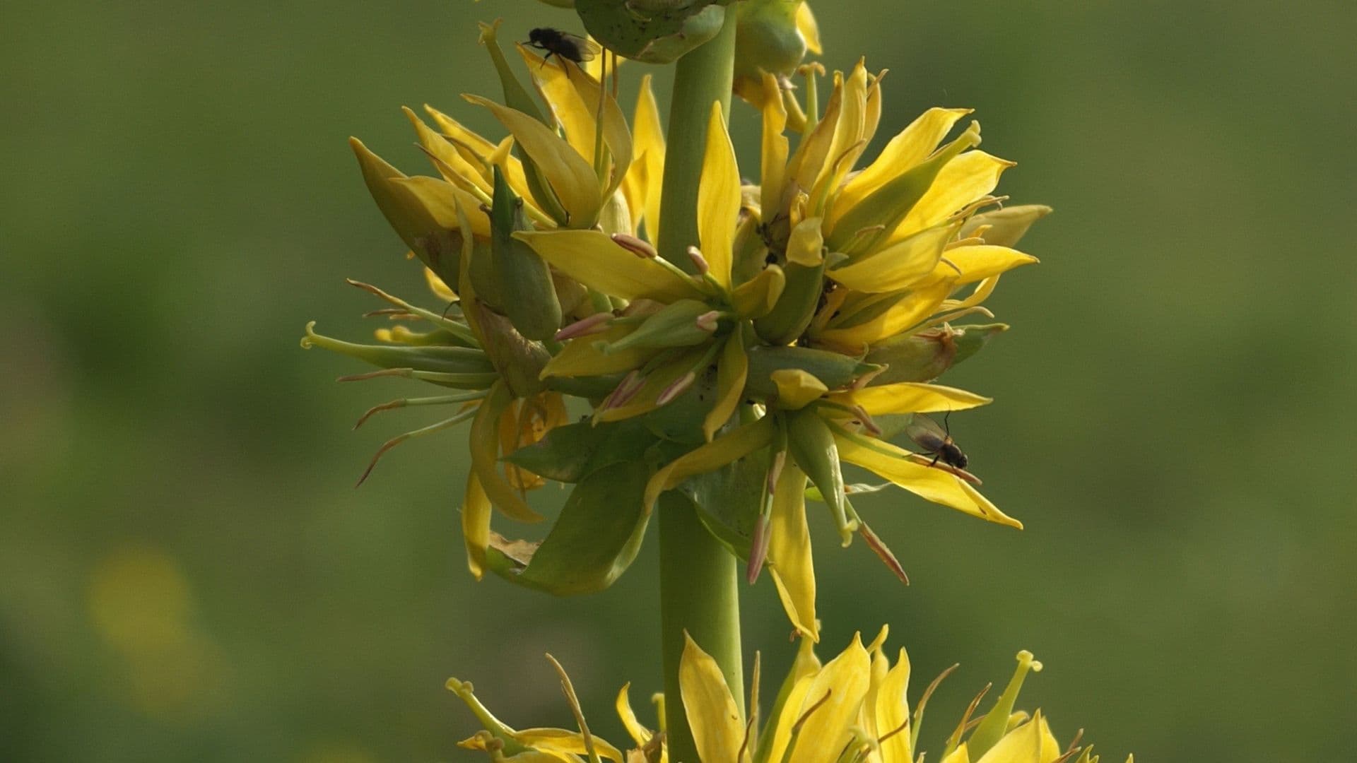 Bitterstoffe - Pflanzliche Powerpakete wesensgemäß angewendet