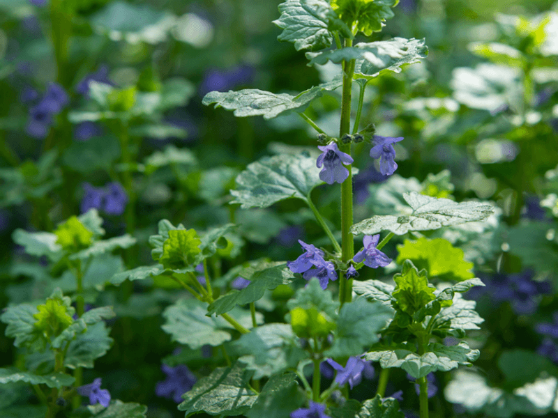 Gundelrebe (Glechoma hederacea)