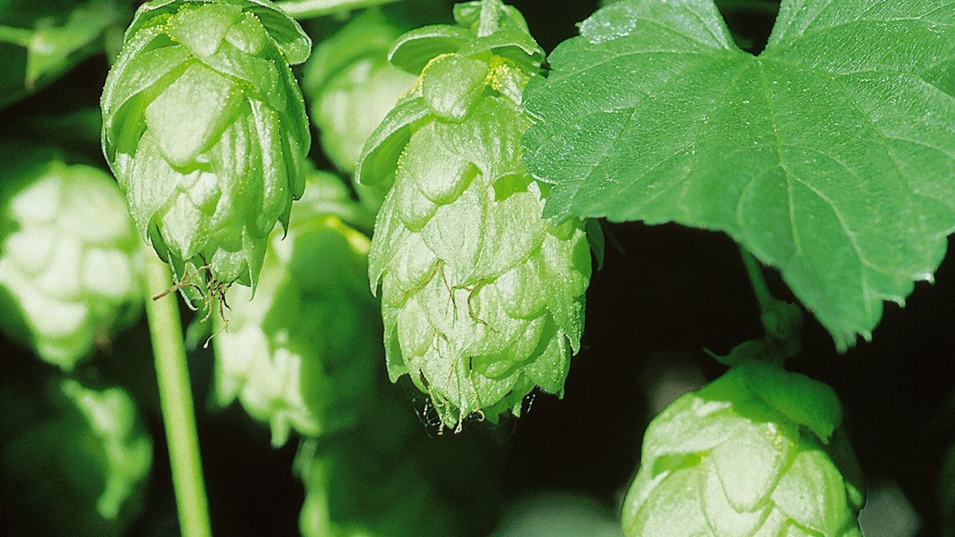 Heilpflanzen in der Männerheilkunde