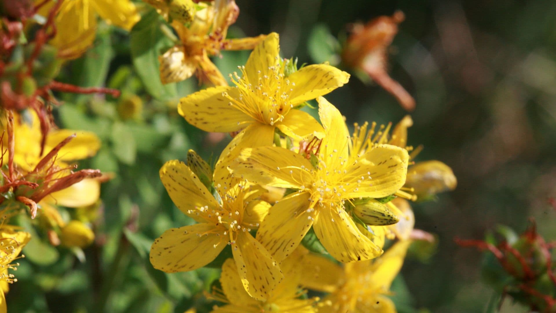 Resilienz, Heilpflanzen für eine psychische Widerstandskraft