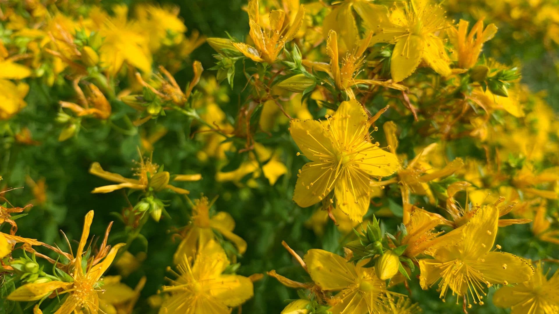 Heilpflanzen für Immunsystem, Nerven und Schlaf