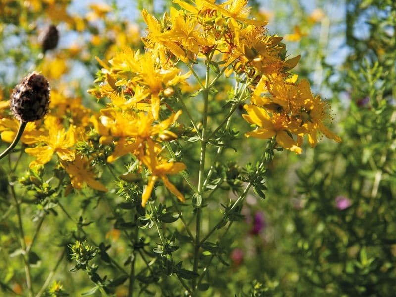 Johanniskraut (Hypericum perforatum)