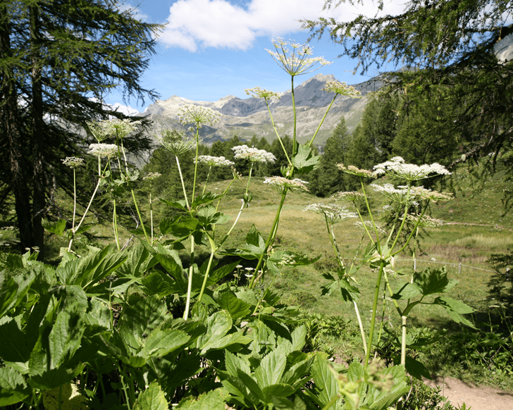 Meisterwurz (Peucedanum ostruthium)