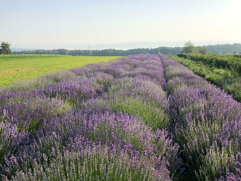 Lavendel (Lavandula angustifolia)