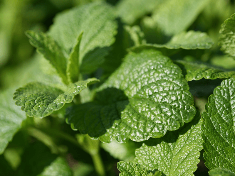 Zitronenmelisse (Melissa officinalis)