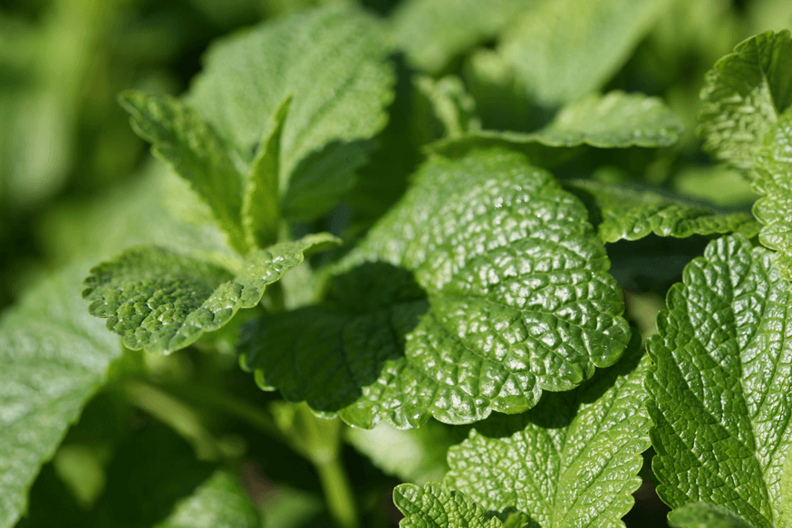 Zitronenmelisse (Melissa officinalis)