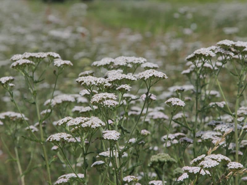 Schafgarbe (Achillea millefolium)