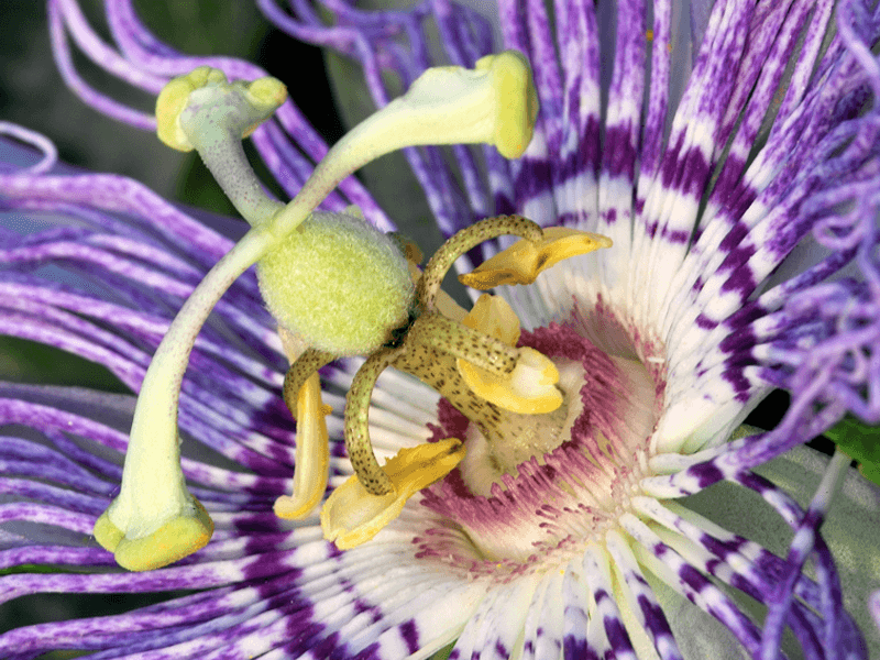 Passionsblume (Passiflora incarnata)