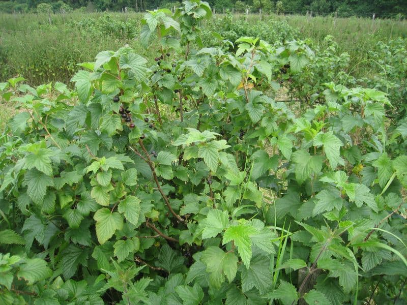 Schwarze Johannisbeere (Ribes nigrum)