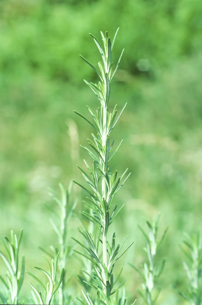 Rosmarin (Rosmarinus officinalis)