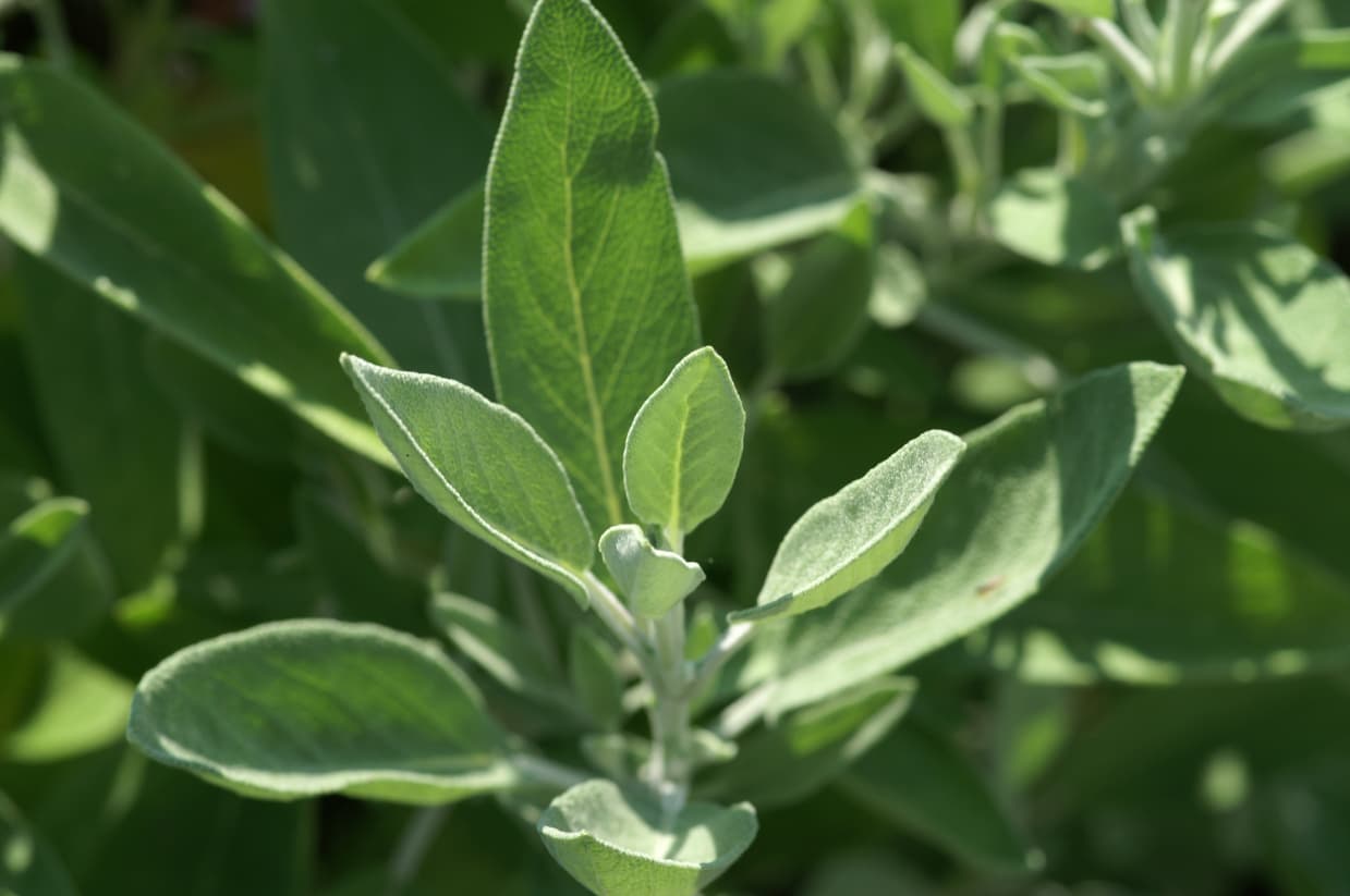 Salbei (Salvia officinalis)