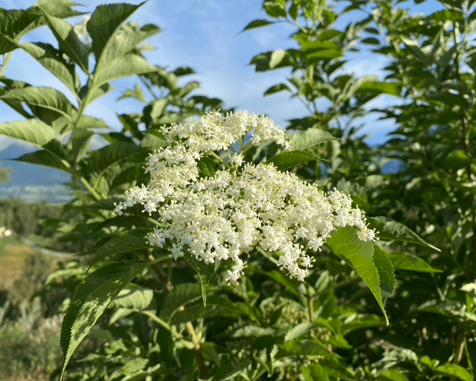 Holunder (Sambucus nigra)