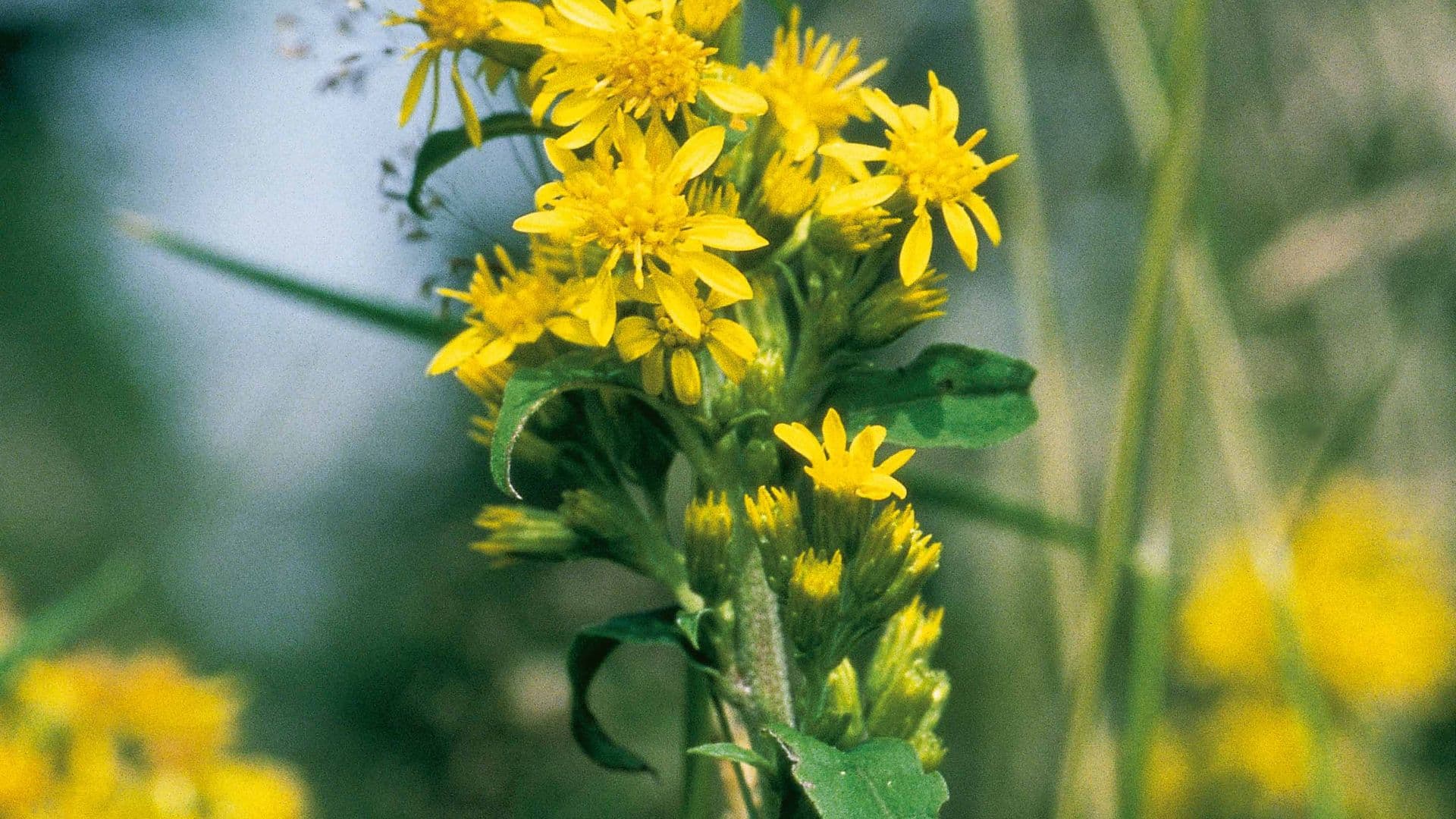 Goldrute (Solidago virgaurea)