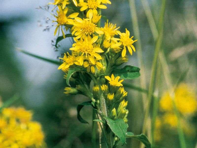 Goldrute (Solidago virgaurea)