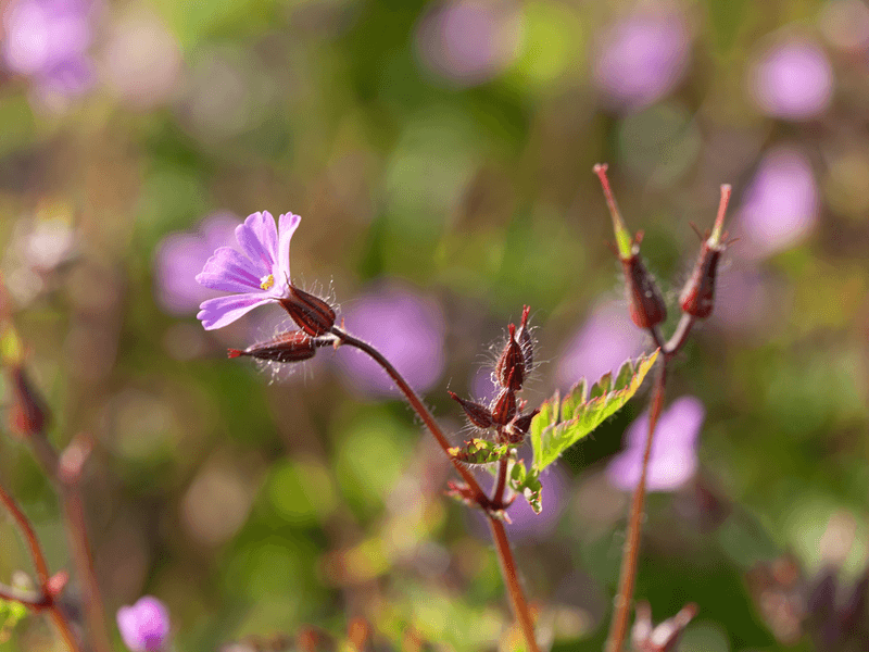 Storchschnabel (Geranium robertianum)