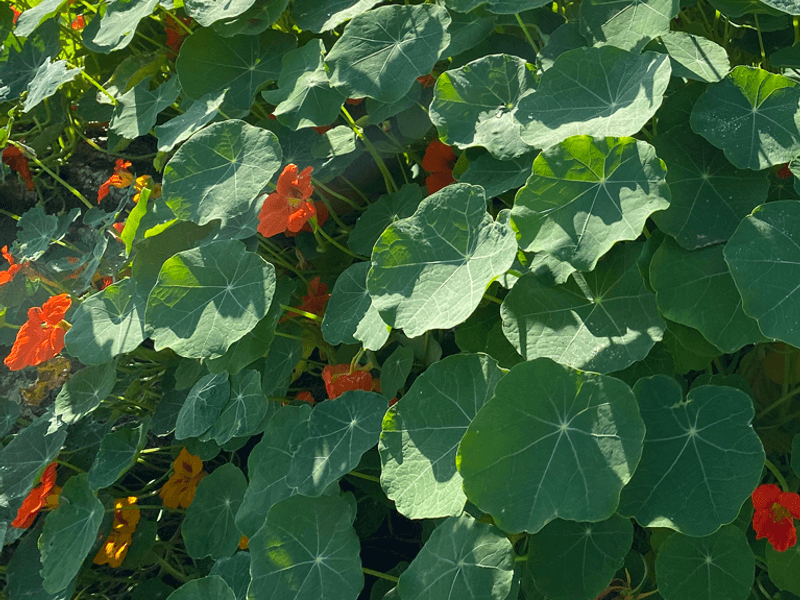 Kapuzinerkresse (Tropaeolum majus)