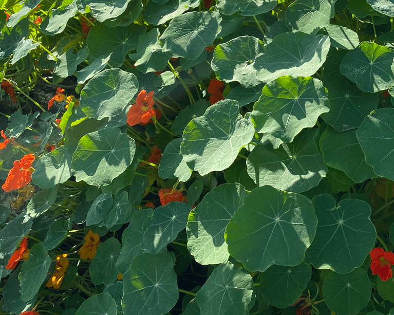 Kapuzinerkresse (Tropaeolum majus)