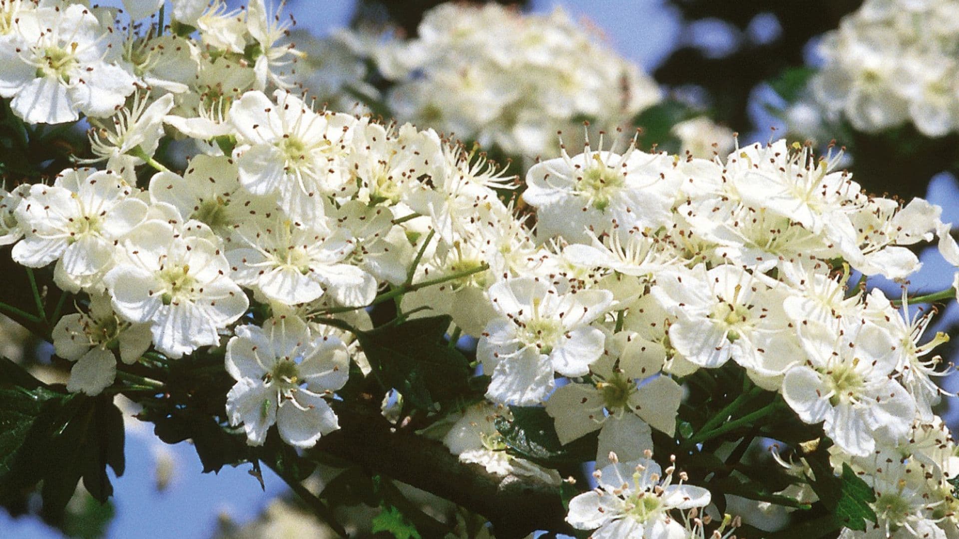 Long Covid und CFS - ganzheitliche Behandlungsansätze mit Heilpflanzen