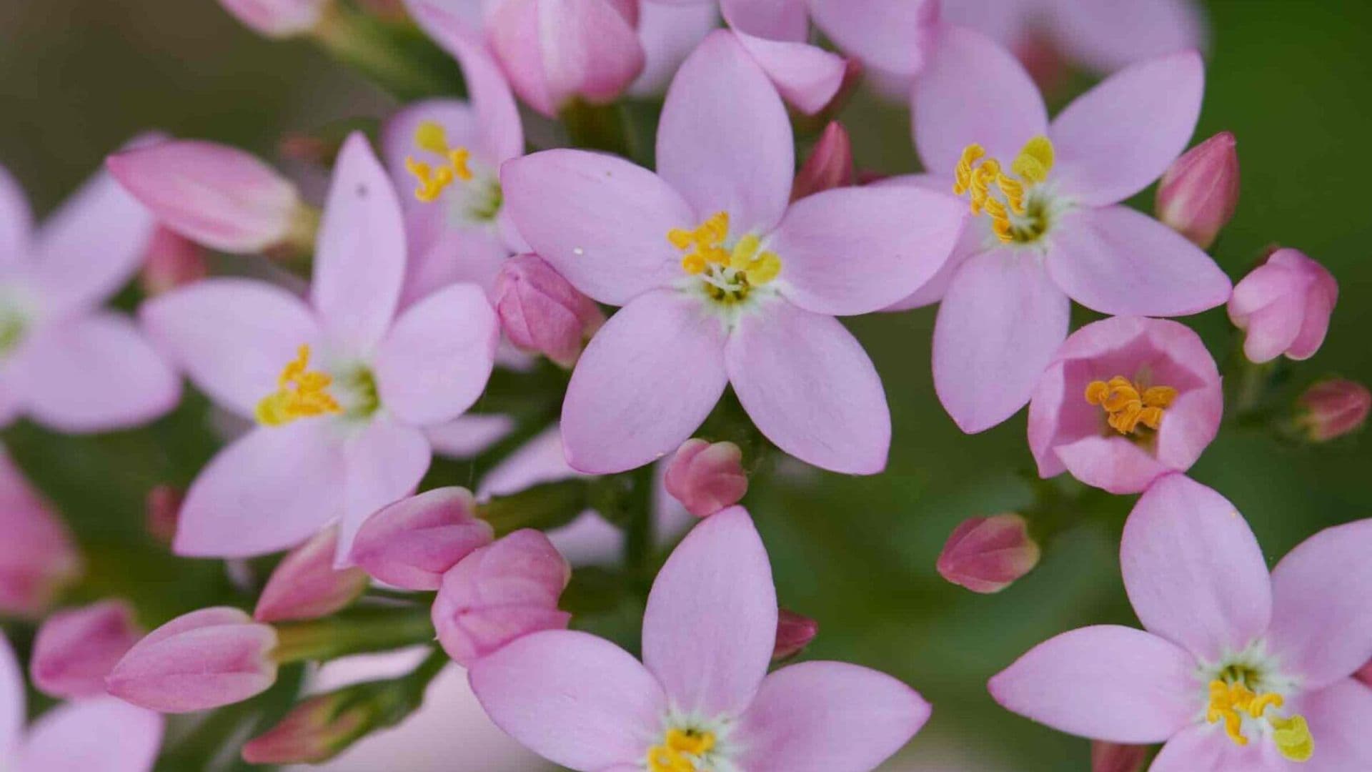 Ganzheitliche Hautheilkunde mit Heilpflanzen: wesenhafte Anwendung