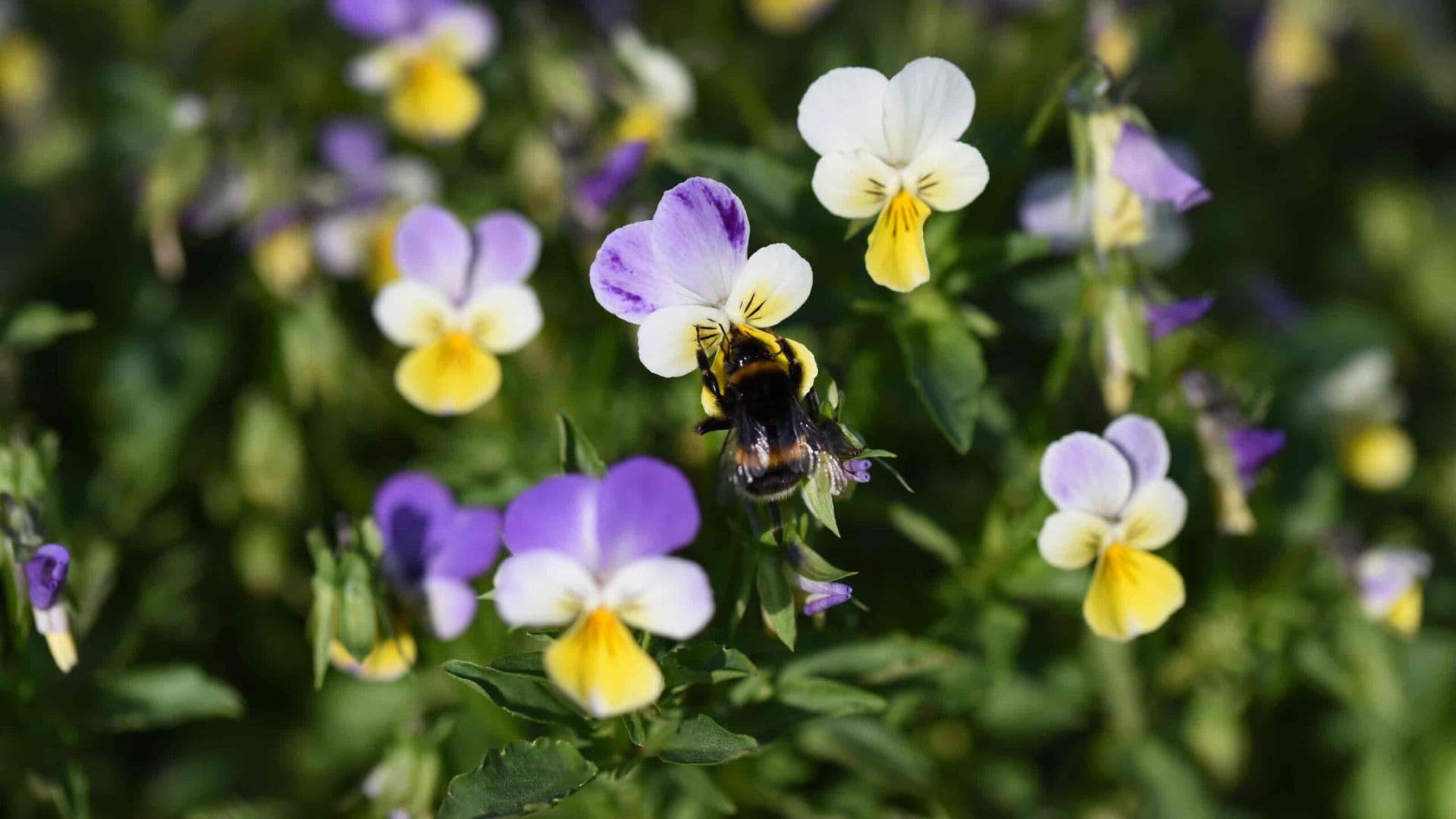 Ganzheitliche Hautheilkunde im Kindesalter: Unterstützung mit Heilpflanzen