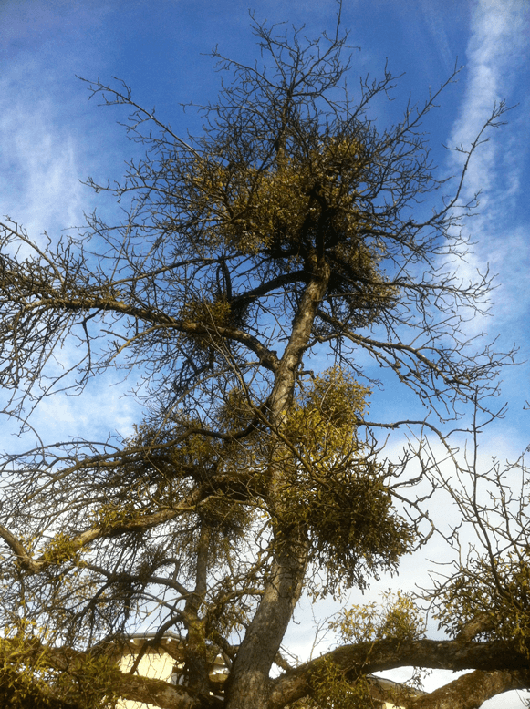 Mistel (Viscum album)